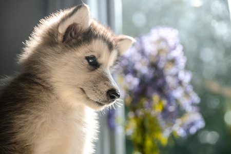 cute puppy of alaskan malamute run outdoor on grass in garden at sunset near doghouse boxの写真素材