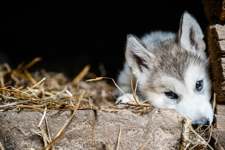 cute puppy of alaskan malamute run outdoor on grass in garden at sunset near doghouse boxの写真素材