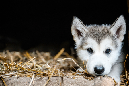 cute puppy of alaskan malamute run outdoor on grass in garden at sunset near doghouse boxの写真素材