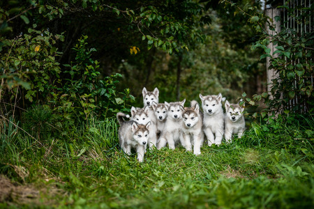group of cute puppy of alaskan malamute run outdoor on grass in garden at sunset near doghouse boxの写真素材