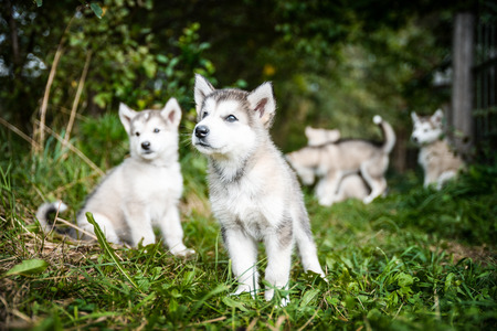 group of cute puppy of alaskan malamute run outdoor on grass in garden at sunset near doghouse boxの写真素材