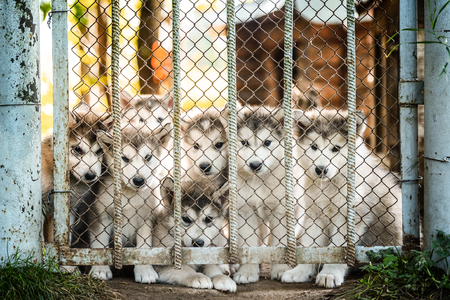 Group of cute puppy of alaskan malamute run outdoor on grass in garden at sunset near doghouse boxの写真素材