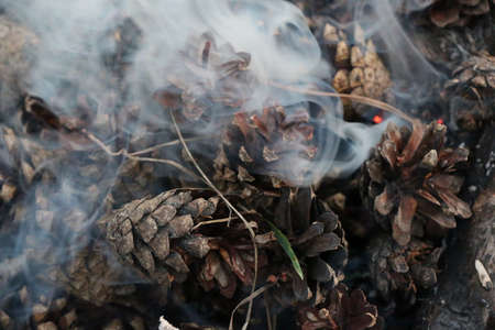 Christmas and New Year image. Postcard. Forest. Fir Cones on fire.の写真素材