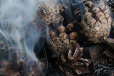 Fir Cones on fire. Christmas and New Year imege. Postcard. Forest.の写真素材