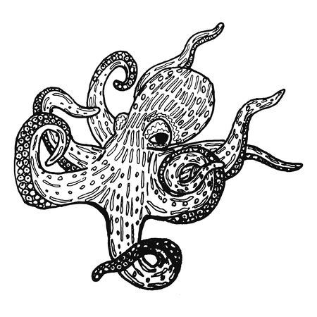 Mysterious octopus sketch drawing vector illustration in black and white colorのイラスト素材