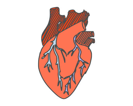 human heart simple drawing. vector stock doodle newのイラスト素材