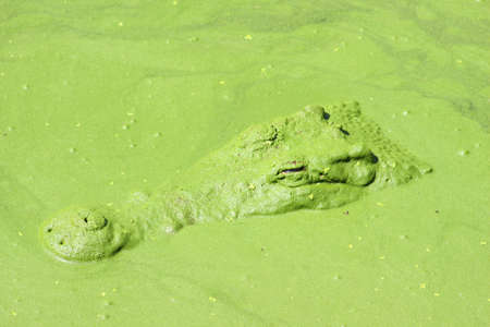 crocodile  in water pondの写真素材