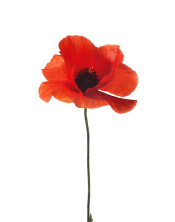 red poppy isolated on white  studio shotの写真素材