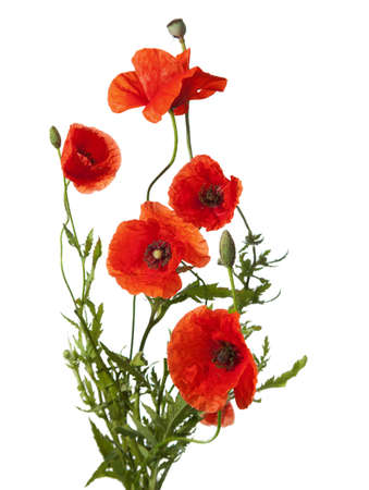 red poppies isolated on whiteの写真素材