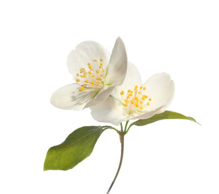 jasmin flowers isolated on white backgroundの写真素材