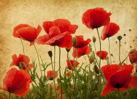 vintage paper textures. Field of poppiesの写真素材