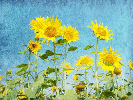 grunge paper with  sunflowers against the blue skyの写真素材