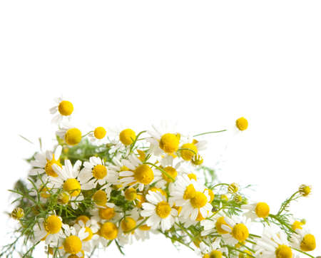 Chamomiles  isolated on white backgroundの写真素材