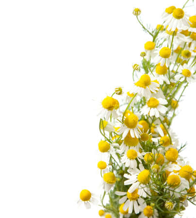 Chamomiles borderの写真素材