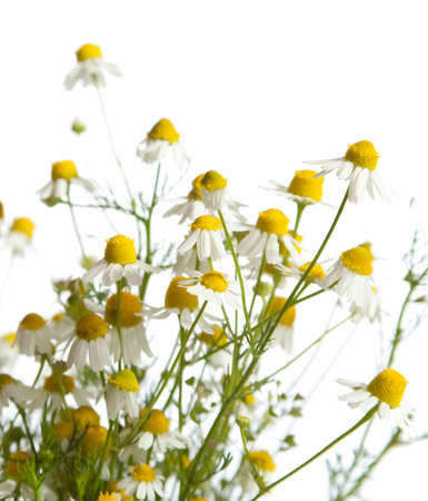 Chamomiles  very shallow depth of field, focus on near flowerの写真素材
