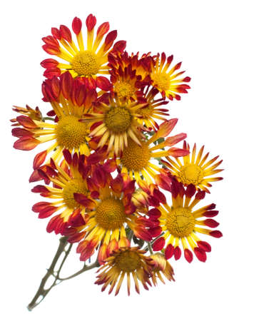 chrysanthemum  isolated on white backgroundの写真素材