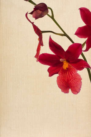 pink orchid  over canvas textureの写真素材