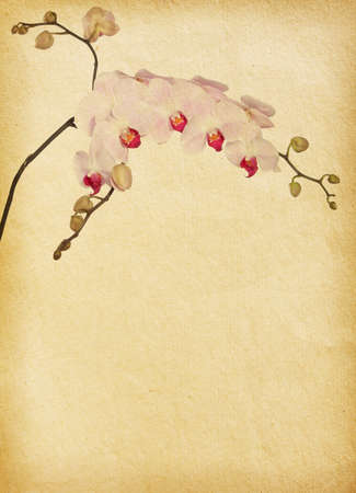 old paper texture  with orchids.の写真素材