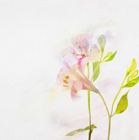 Alstroemeria flowers on  watercolor paper  の写真素材