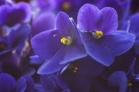 violet flowers  a very shallow depth of field, focus on the right flower 