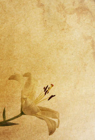 floral background with space for text or image   flower paper textures の写真素材