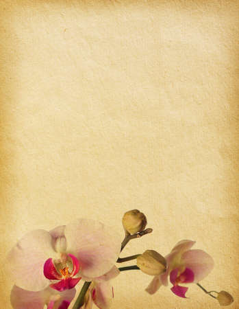 vintage  paper textures with orchids の写真素材