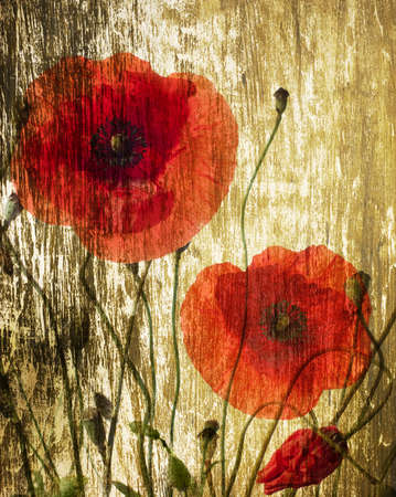 red poppies on a grunge wood backgroundの写真素材