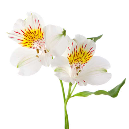 Alstroemeria flowers isolated on white background の写真素材