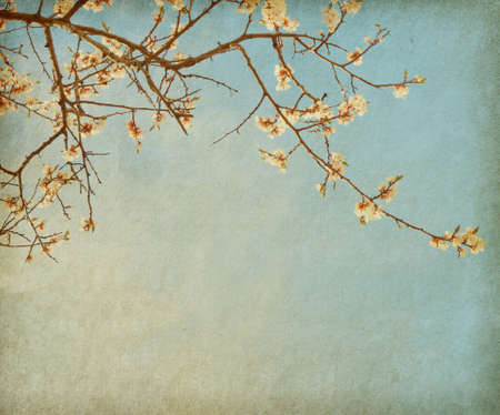 grunge paper with cherry blossom