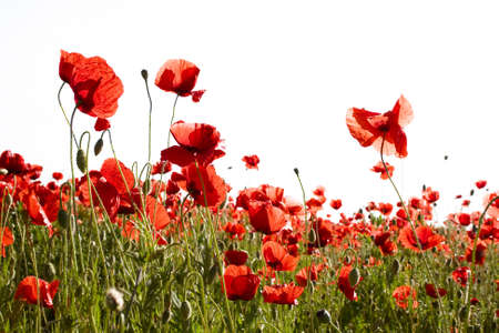  red poppies on white の写真素材