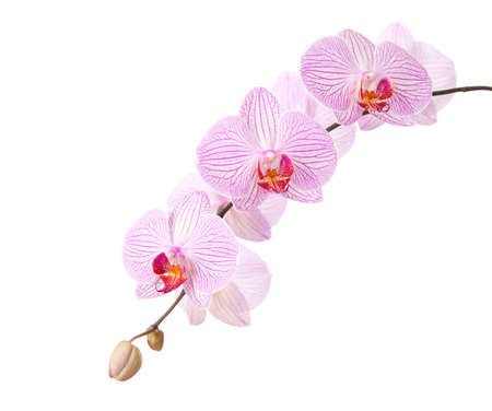 pink orchid isolated on whiteの写真素材