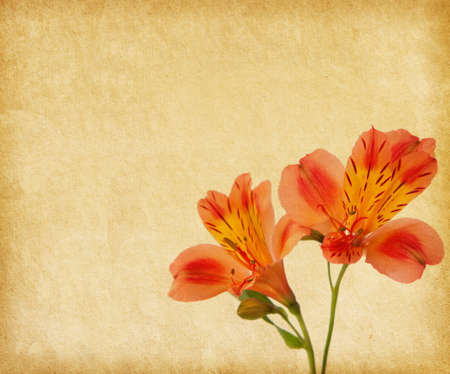 Old paper background with alstroemeria の写真素材