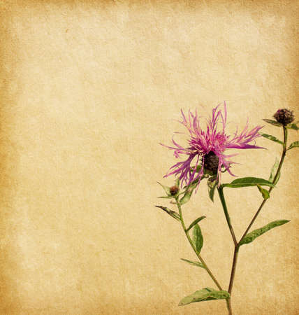 Old worn paper with Brown Knapweedの写真素材