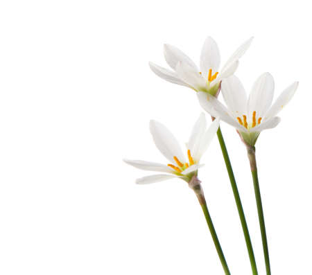 white lilies on a white background  zephyranthes candidaの写真素材