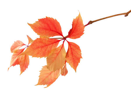 Branch of autumn leaves isolated on a white background   Parthenocissus quinquefoliaの写真素材