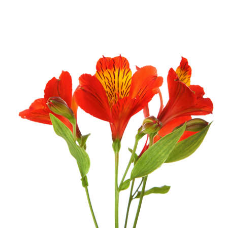Three flowers of  Alstroemeria  isolated on white background の写真素材