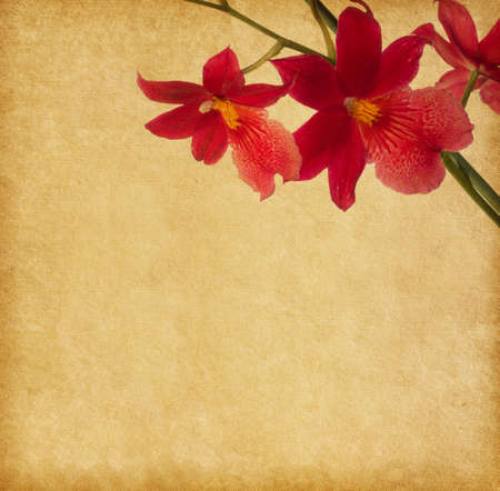 vintage paper with red orchidの写真素材