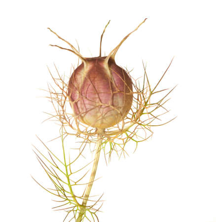 Nigella seed head isolated on whiteの写真素材