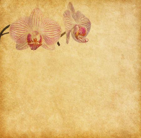 Old worn paper with orchidの写真素材
