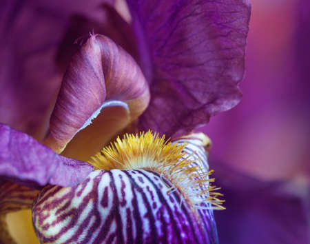 Macro shot of a purple iris  Very shallow depth of field  Selective focus