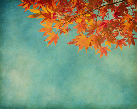 Autumn leaves on  old paperの写真素材