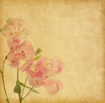 Old paper background with alstroemeria.の写真素材