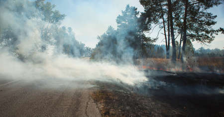 Burning dry grass at the roadsideの写真素材