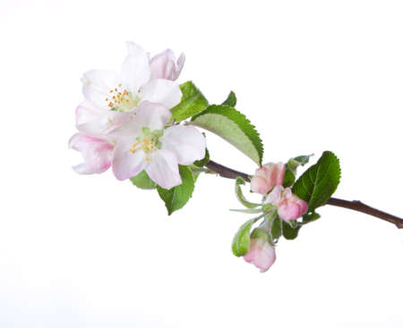 Closeup of blooming apple twig  isolated on white. Focus on near flower.の写真素材