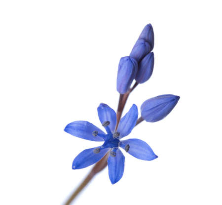 Close-up of Siberian Squill (Scilla siberica). Early spring flower isolated on white background. Shallow DOF, focus on open flower.の写真素材