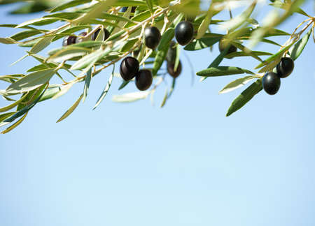 Black olives on the tree against blue sky. Shallow depth of field.  Selective Focus.