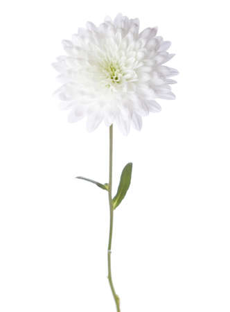 White chrysanthemum isolated on white backgroundの写真素材