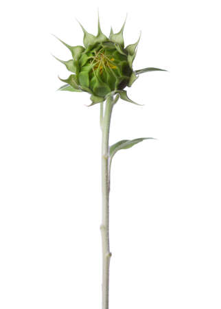 Bud  of sunflower isolated on a white backgroundの写真素材