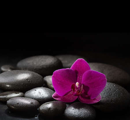 Purple orchid  laying on wet black  stones. Spa concept.  LaStone Therapyの写真素材