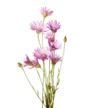Light lilac Wildflowers isolated on white background. Immortelleの写真素材
